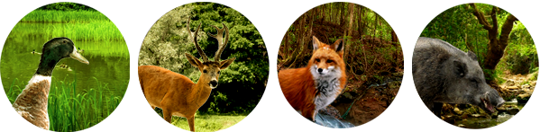 hunt